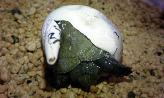 ニホンイシガメの孵化