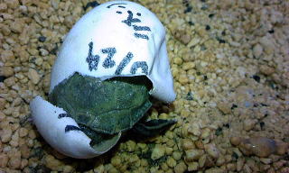 日本石亀の孵化