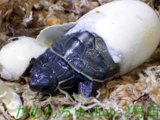 Assam Roofed Turtle Hatching