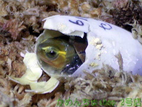 チュウゴクセマルハコガメ 孵化写真