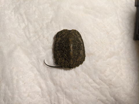 �j�z���C�V�K�� �x�r�[ �̎ʐ^ 2025.8.4�i���ʁj