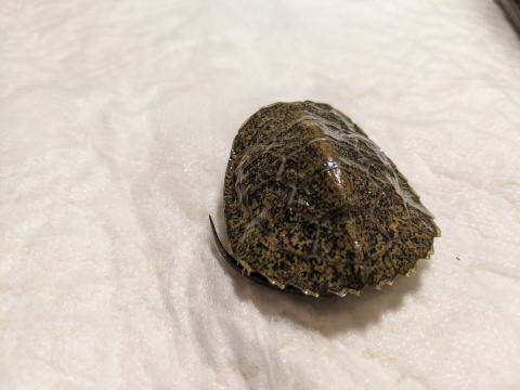 �j�z���C�V�K�� �x�r�[ �̎ʐ^ 2025.8.4�i�b���A�b�v�j