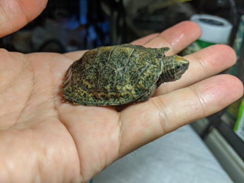 �j�z���C�V�K�� �x�r�[ �̎ʐ^ 2025.8.4�i�S�g�j