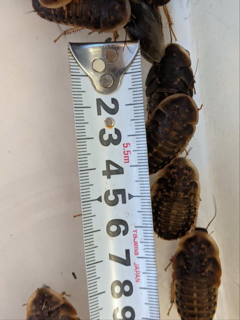 デュビアMLサイズ 生き餌 大型トカゲ・ヤモリ向け