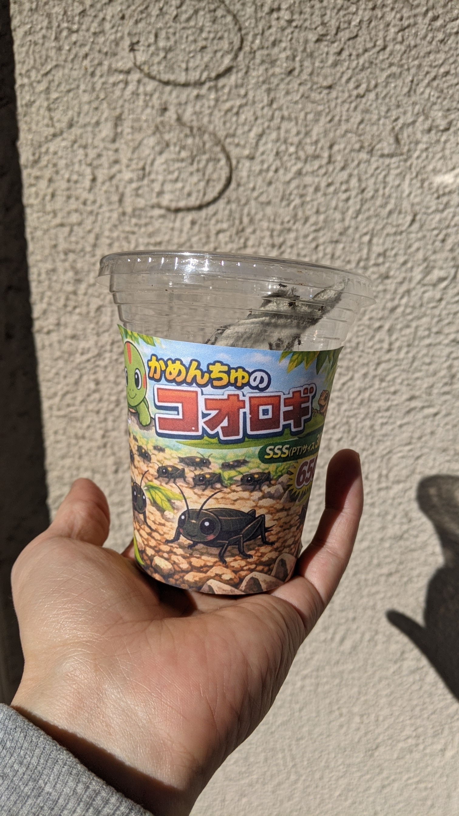 商品写真：かめんちゅフタホシコオロギ｜ SSS（PT）約300匹入