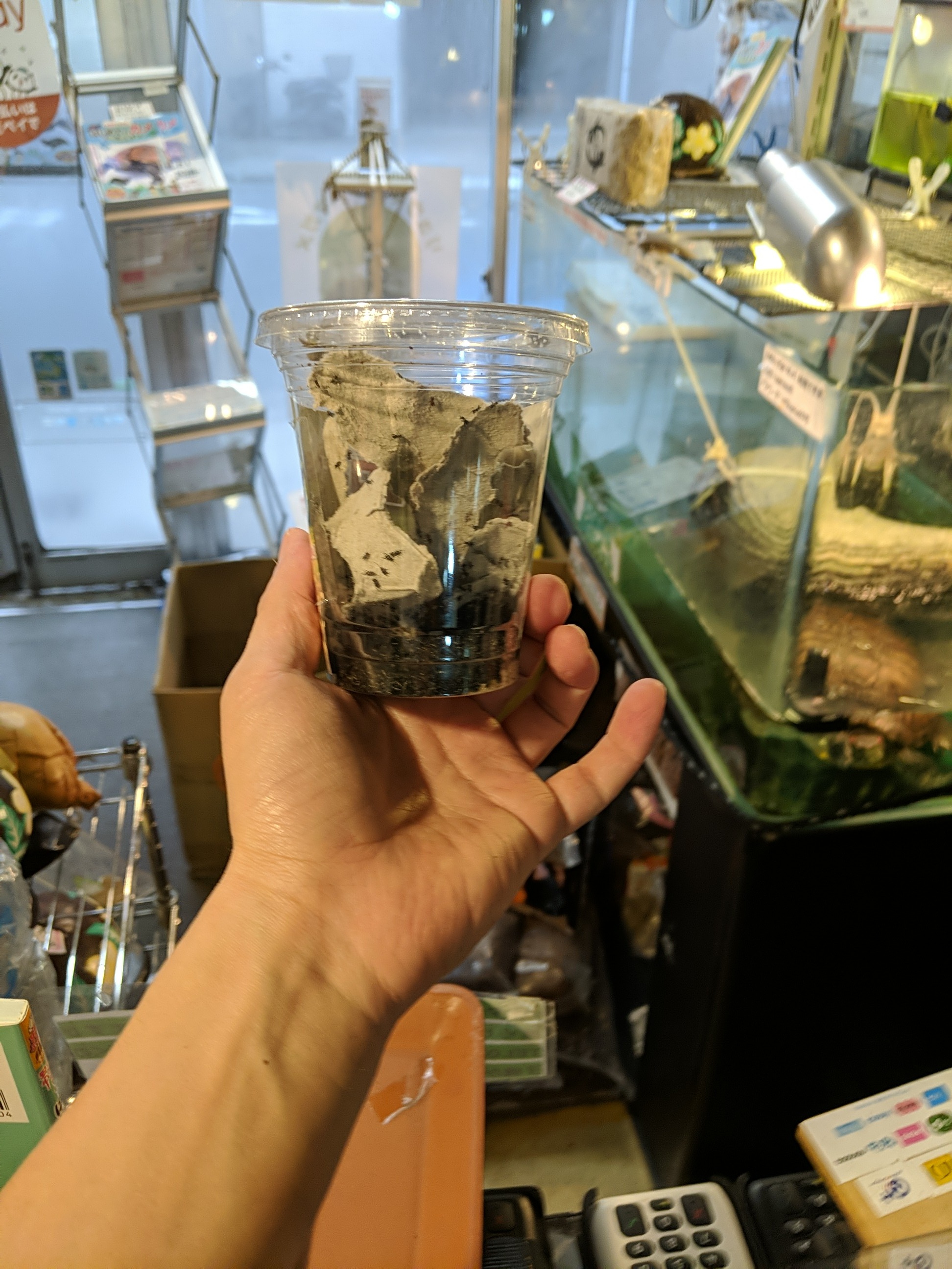 商品写真：かめんちゅフタホシコオロギ｜ SSS（PT）約300匹入（2枚目）