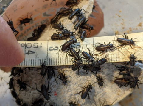 フタホシコオロギCSSサイズ 生き餌 横浜 かめんちゅshop KEEPER2号店