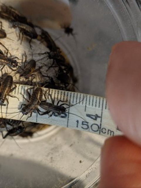 フタホシコオロギSサイズ 生き餌 小型爬虫類・両生類向け