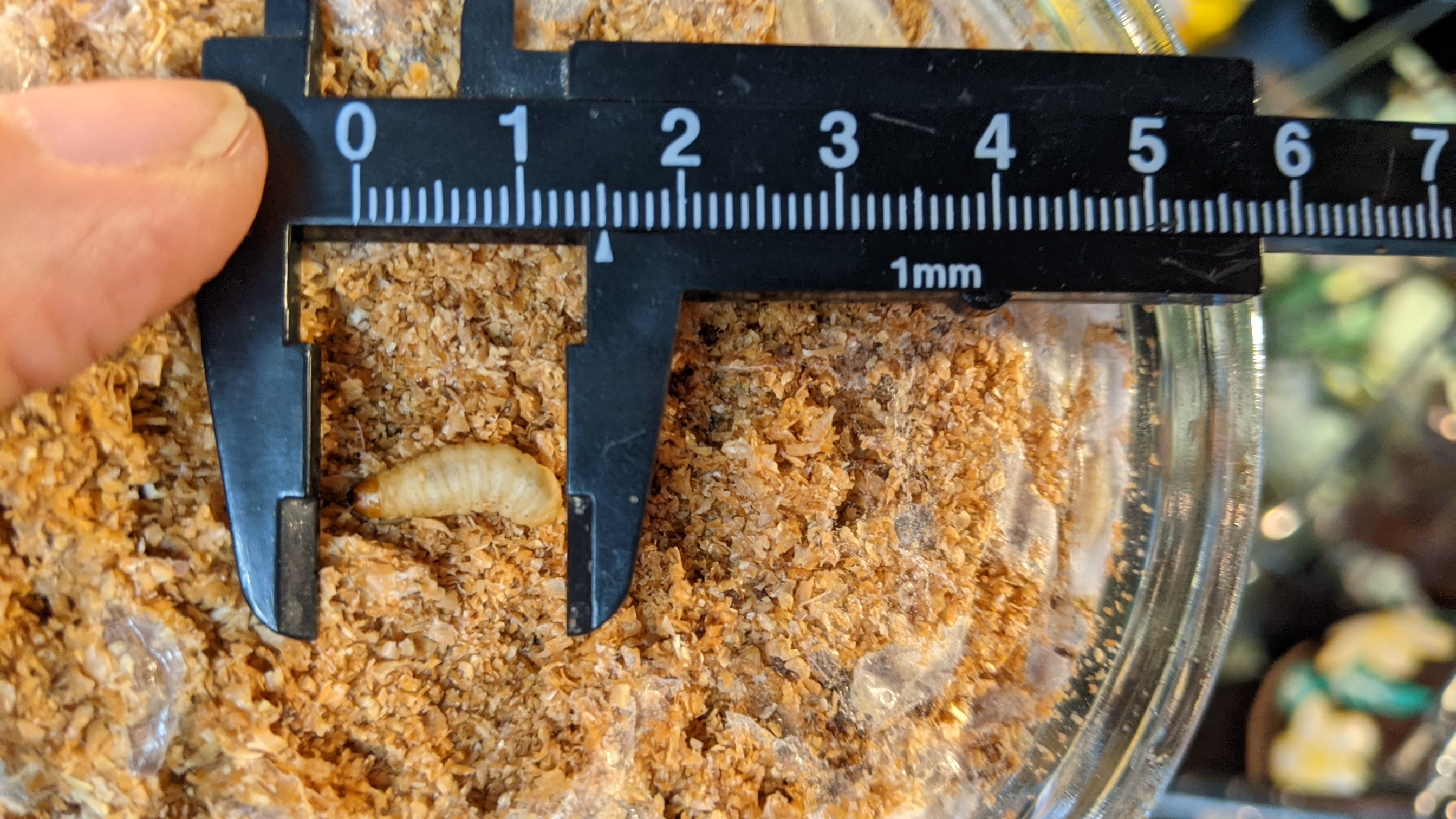 ハニーワーム 生き餌 爬虫類・両生類用 横浜 かめんちゅshop KEEPER2号店