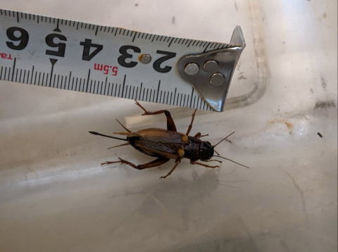 フタホシコオロギLサイズ 生き餌 大型爬虫類向け
