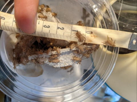 イエコオロギCSSサイズ 生き餌 横浜 かめんちゅshop KEEPER2号店