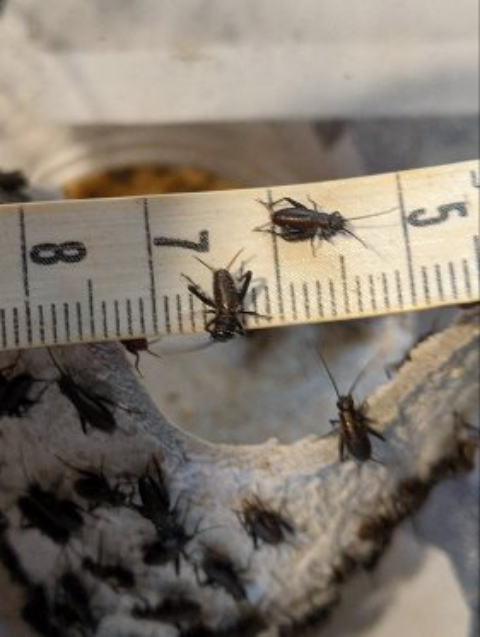 クロコオロギCSSサイズ 生き餌 高栄養フード