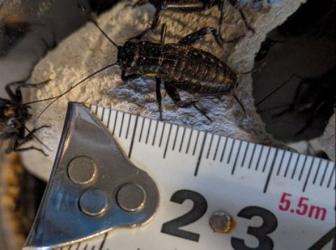 クロコオロギMLサイズ 生き餌 大型トカゲ向け