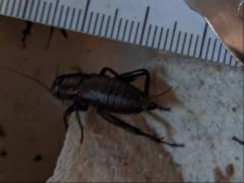 クロコオロギMサイズ 生き餌 爬虫類・両生類用