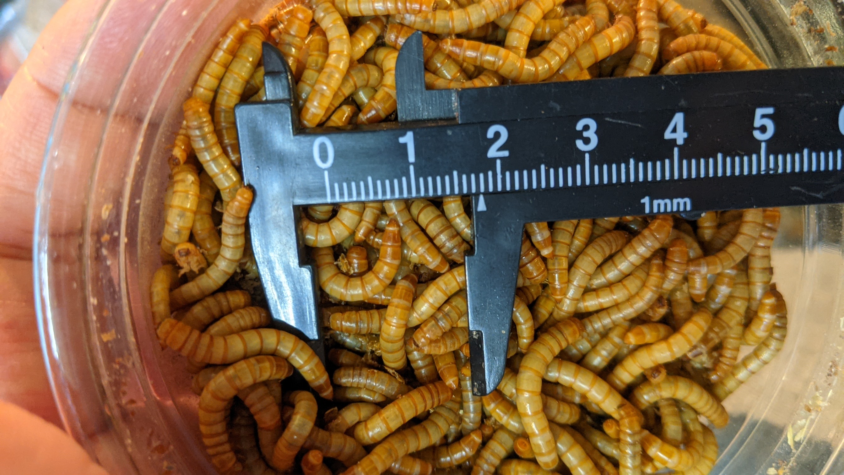 ミルワーム 生き餌 爬虫類・両生類用 横浜 かめんちゅshop KEEPER2号店