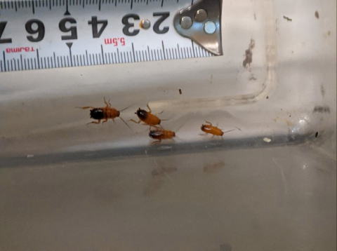 レッドローチMサイズ 生き餌 中型爬虫類・両生類向け