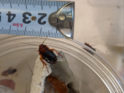 レッドローチMLサイズ 生き餌 大型トカゲ向け 横浜 かめんちゅshop