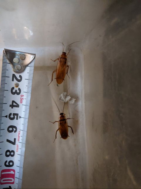 レッドローチ成虫 生き餌 爬虫類・両生類用 横浜市港南区 かめんちゅshop KEEPER2号店