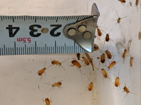 レッドローチSSSサイズ 生き餌 小型爬虫類向け